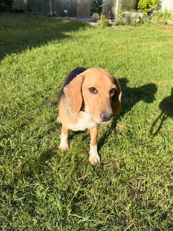 Bígl , Beagle fenka  - foto 1