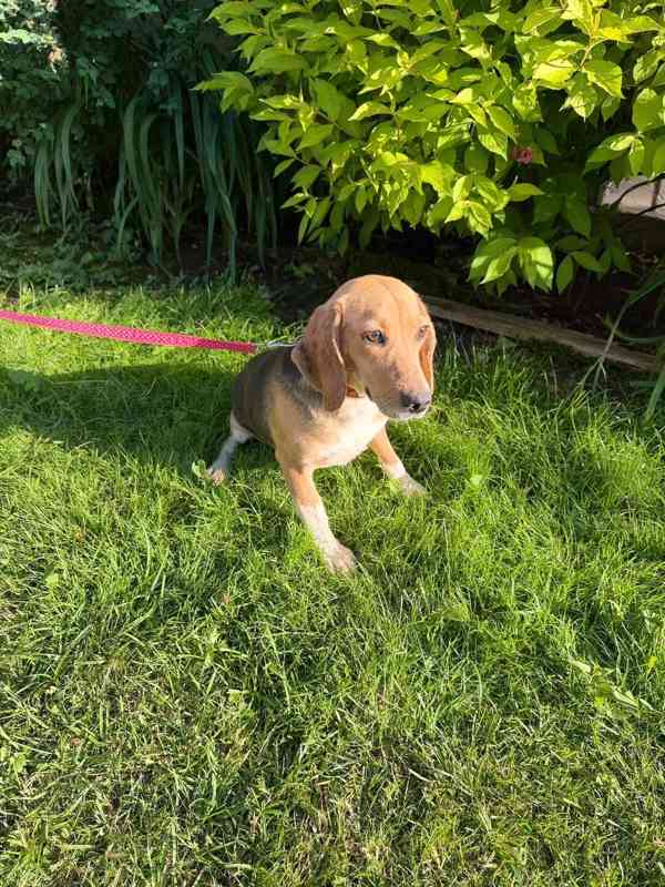 Bígl , Beagle fenka  - foto 2