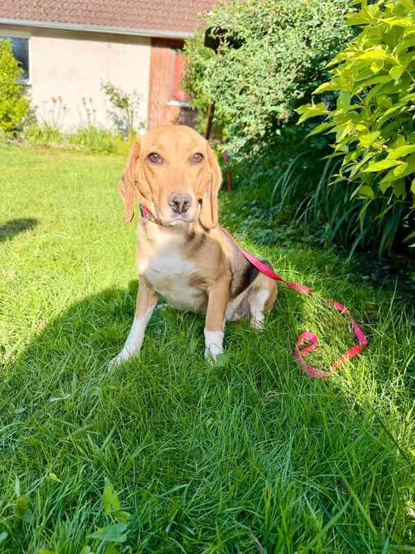Bígl , Beagle fenka  - foto 5