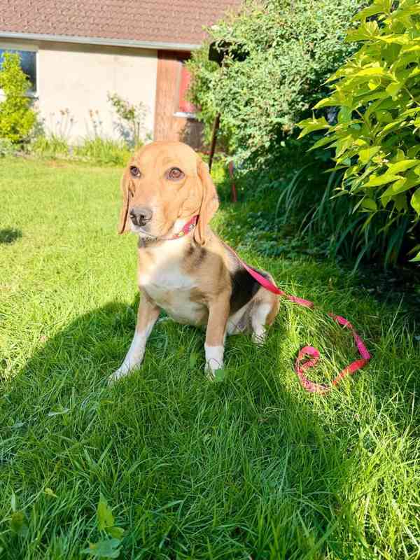 Bígl , Beagle fenka  - foto 3
