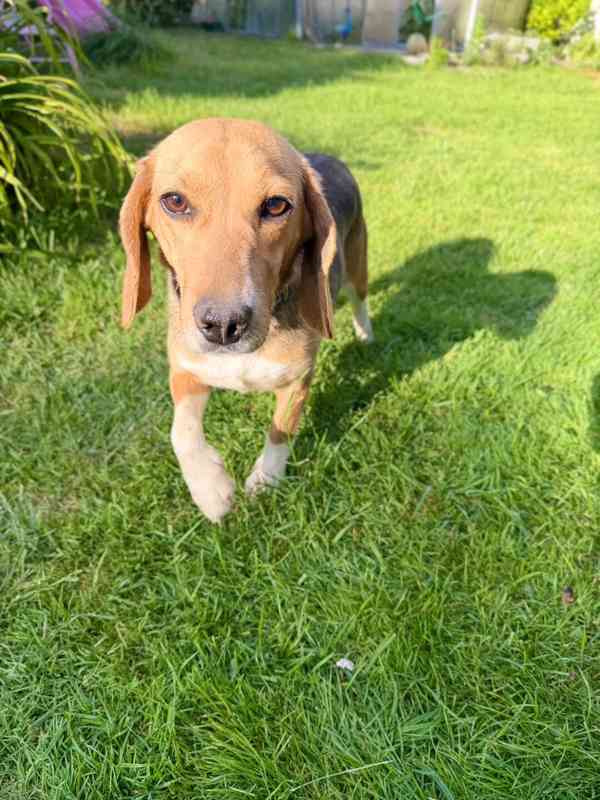 Bígl , Beagle fenka  - foto 6