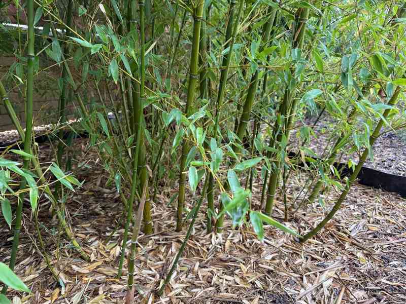 Zelený bambus Phyllostachys Bissetii - foto 4