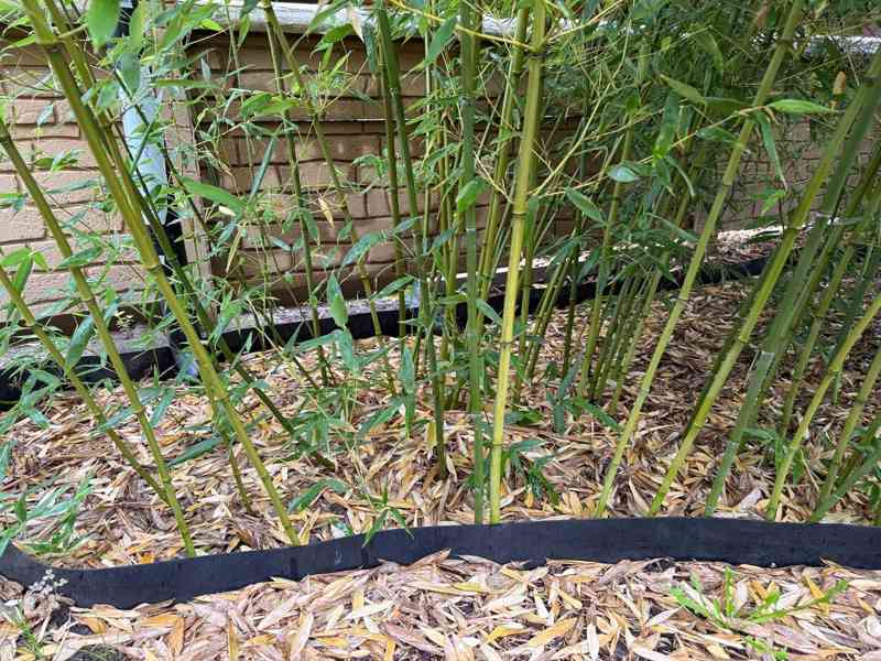 Zelený bambus Phyllostachys Bissetii - foto 6