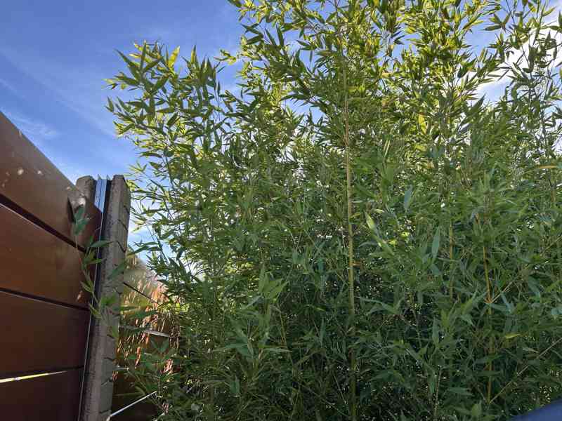 Zelený bambus Phyllostachys Bissetii - foto 8