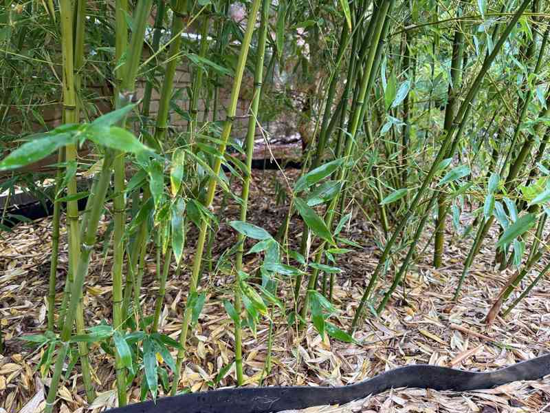 Zelený bambus Phyllostachys Bissetii - foto 3