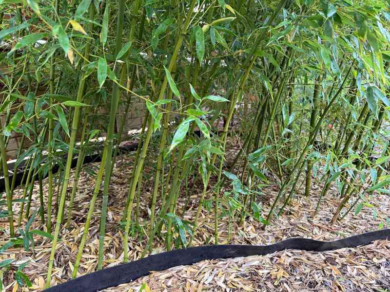 Zelený bambus Phyllostachys Bissetii - foto 5
