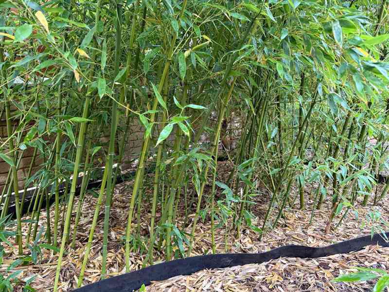 Zelený bambus Phyllostachys Bissetii - foto 7