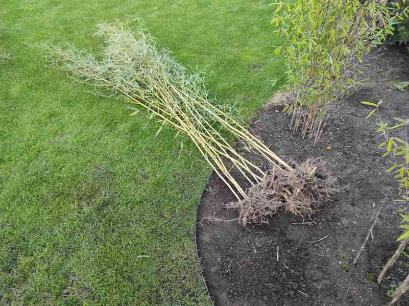 Zelený bambus Phyllostachys Bissetii - foto 11