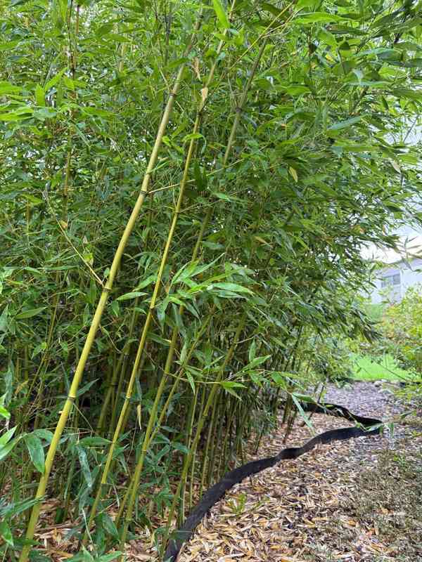 Zelený bambus Phyllostachys Bissetii - foto 2