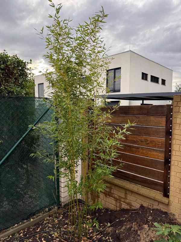 Zelený bambus Phyllostachys Bissetii - foto 9