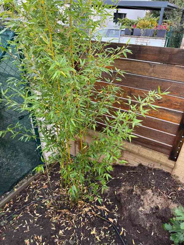 Zelený bambus Phyllostachys Bissetii - foto 10