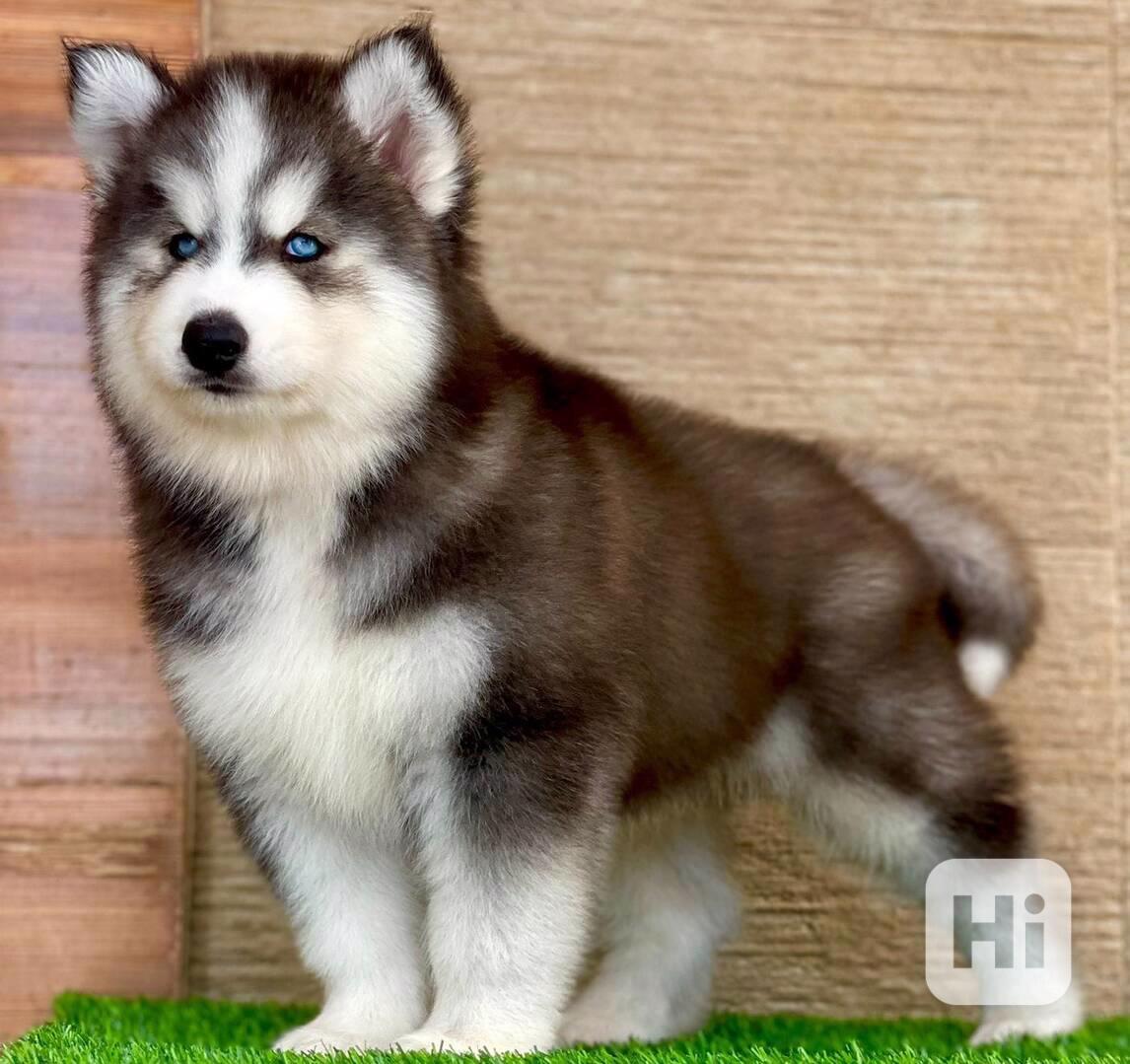 Sibiřský husky/sibiřský hasky - foto 1