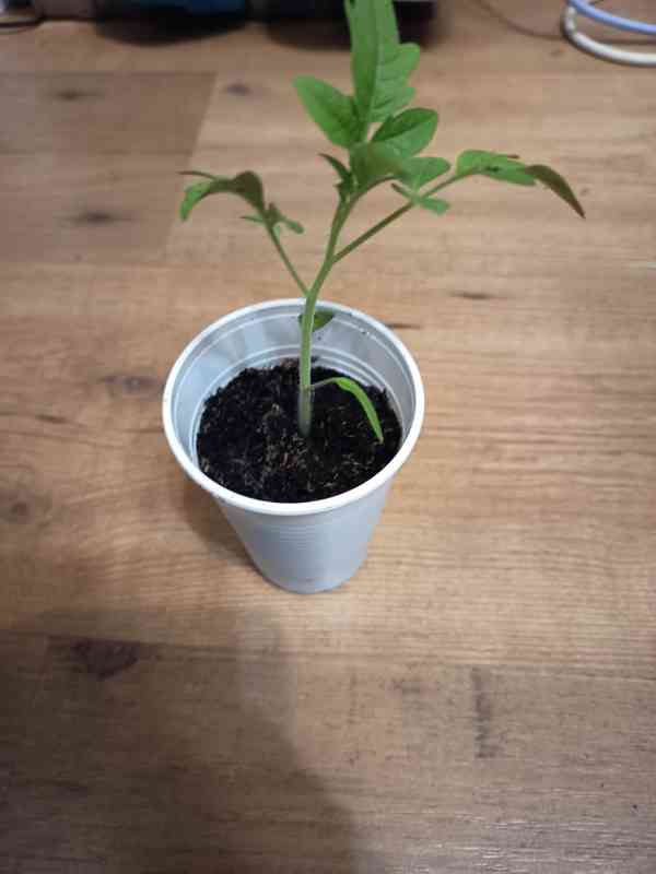 Sazenice zeleniny - foto 2