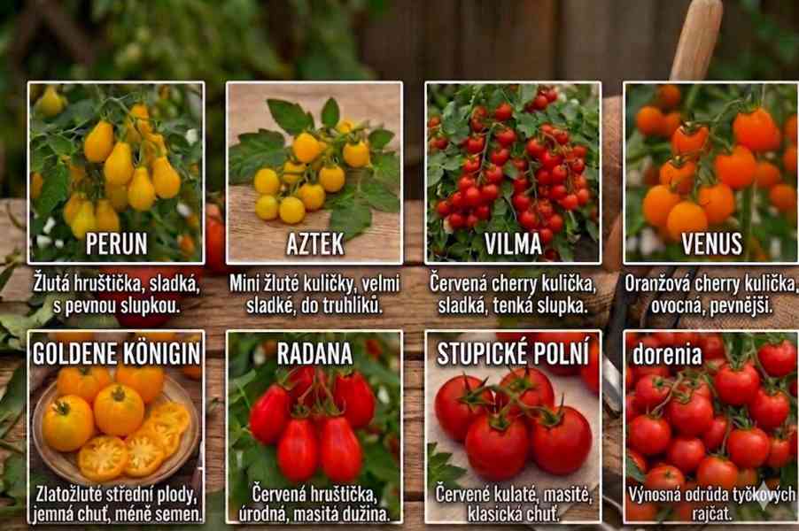 Sazenice zeleniny - foto 3