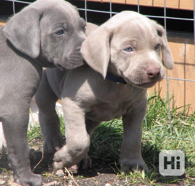 Štěňata výmarských ohařů roztomilá a krásná štěňata výmarské - foto 1