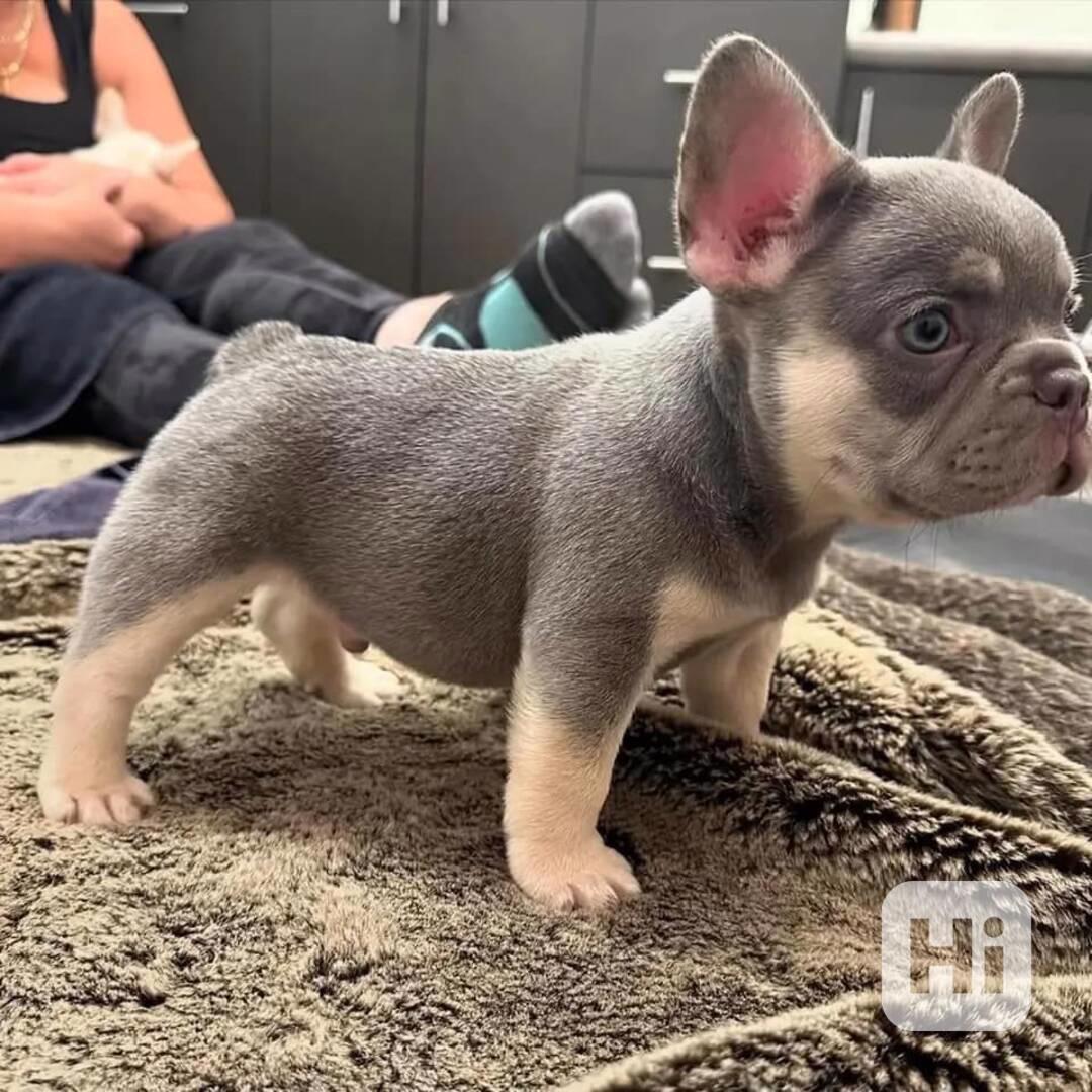   Francouzský buldoček k adopci zdarma hledá milující domov  - foto 1
