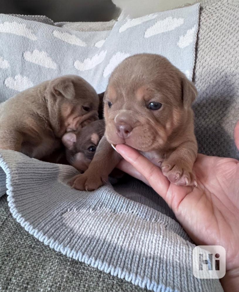 Poslední samooštěpená zdravá buldočí fenka ❤️🤍💙 - foto 1