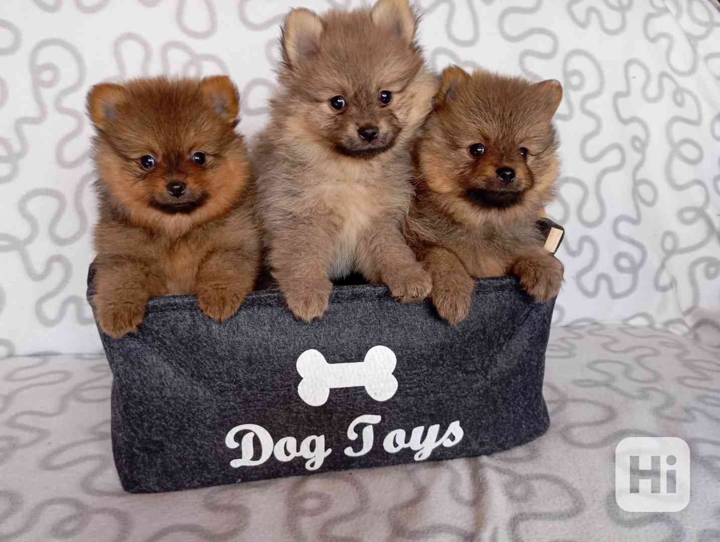 Německý špic malý s PP - foto 1