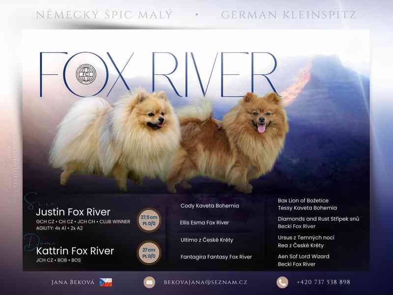 Německý špic malý s PP - foto 3