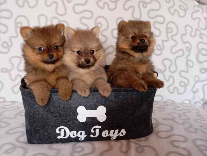 Německý špic malý s PP - foto 2