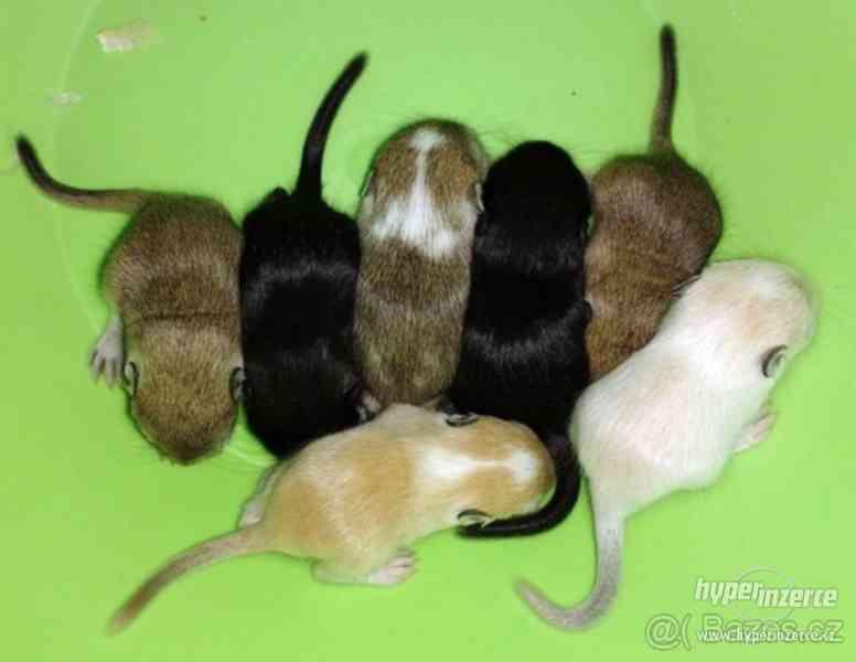 Piskomil mladata - foto 1