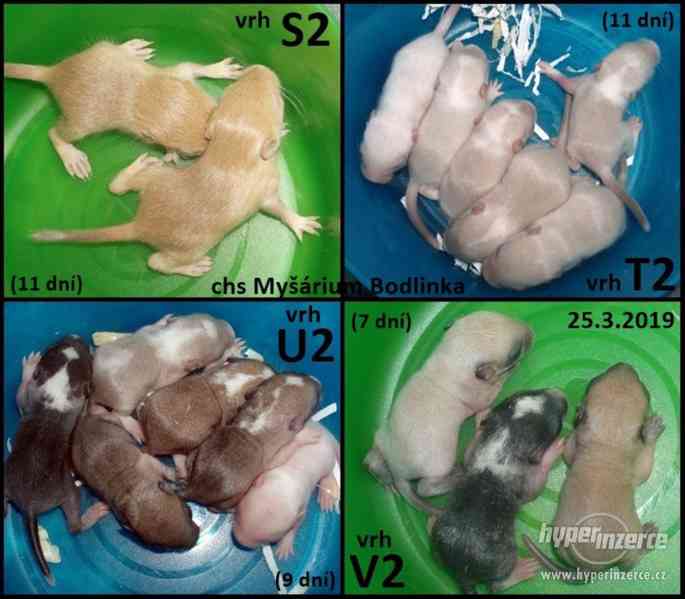 Piskomil mladata - foto 2