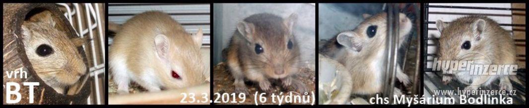 Piskomil mladata - foto 4