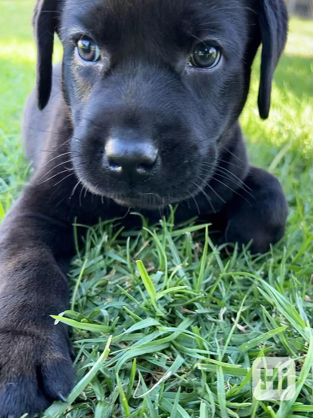 Labradorský retrívr na prodej. - foto 1