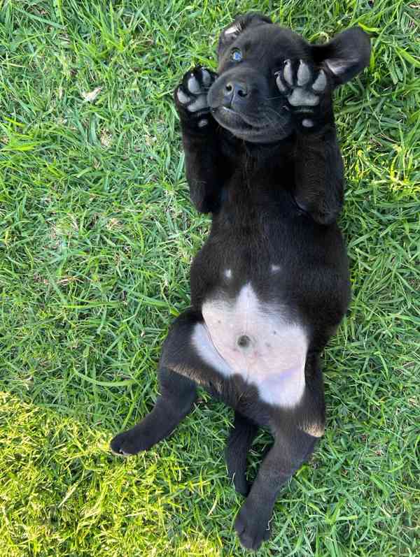 Labradorský retrívr na prodej. - foto 2