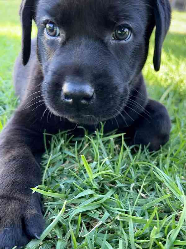 Labradorský retrívr na prodej. - foto 4