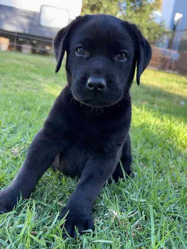 Labradorský retrívr na prodej. - foto 5