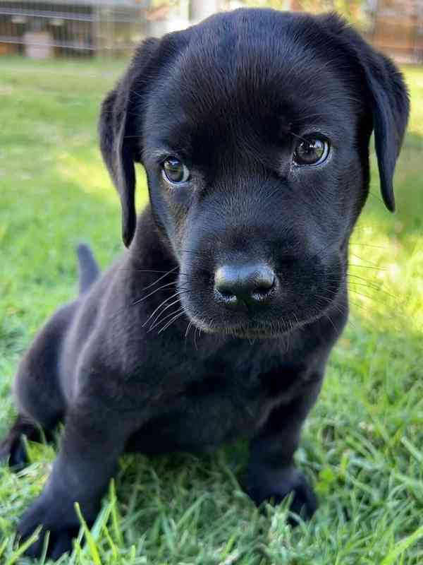 Labradorský retrívr na prodej. - foto 6