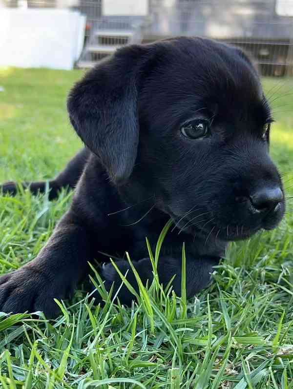 Labradorský retrívr na prodej. - foto 3