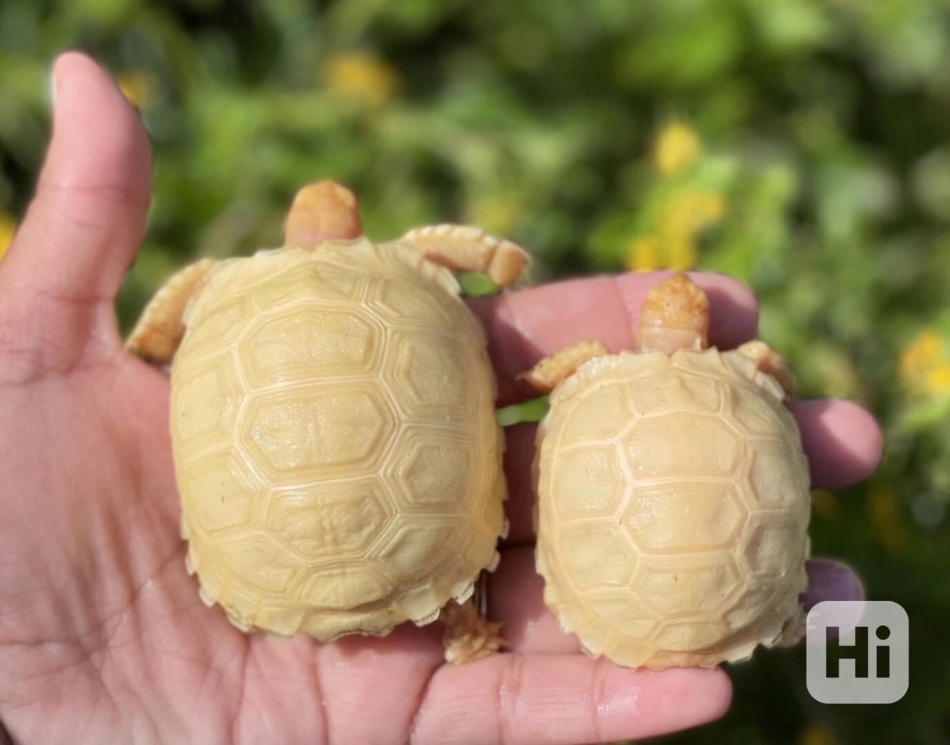 Albino sulcata tortoises for sale - foto 1