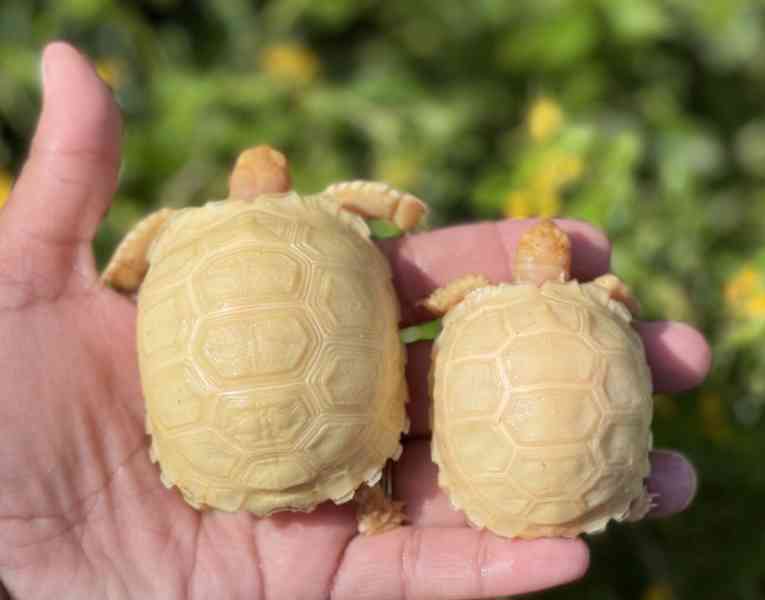 Albino sulcata tortoises for sale - foto 1