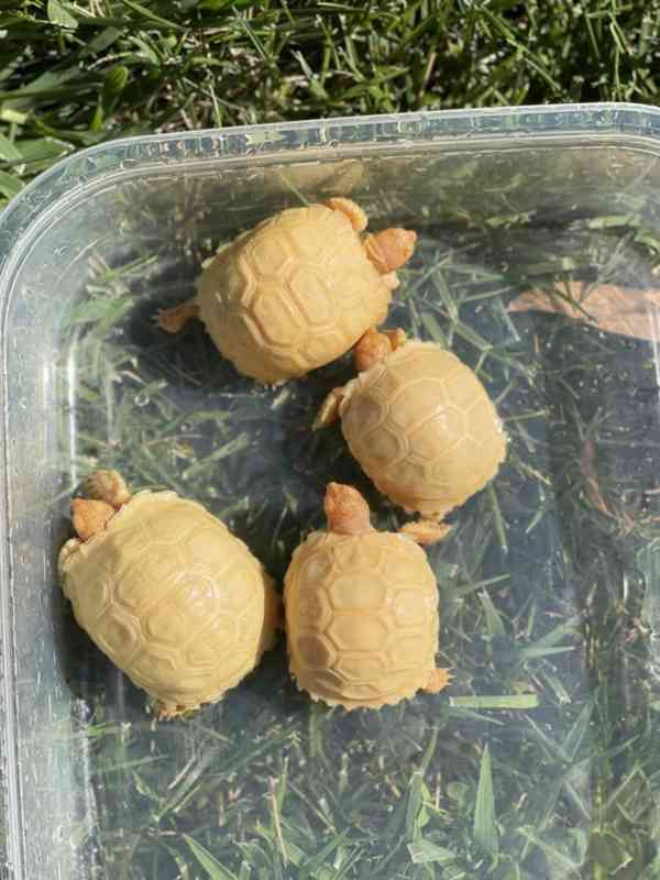 Albino sulcata tortoises for sale - foto 2