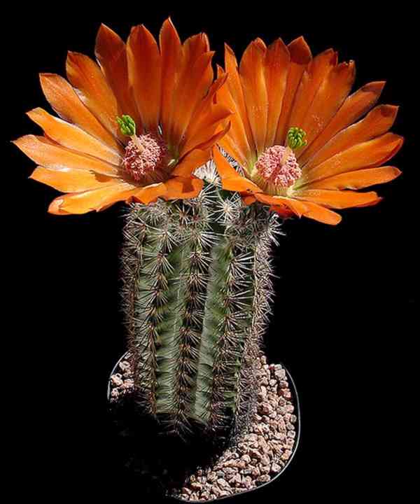 Kaktus Echinocereus lloydii SB 731 Pecos Tx - SEMENA