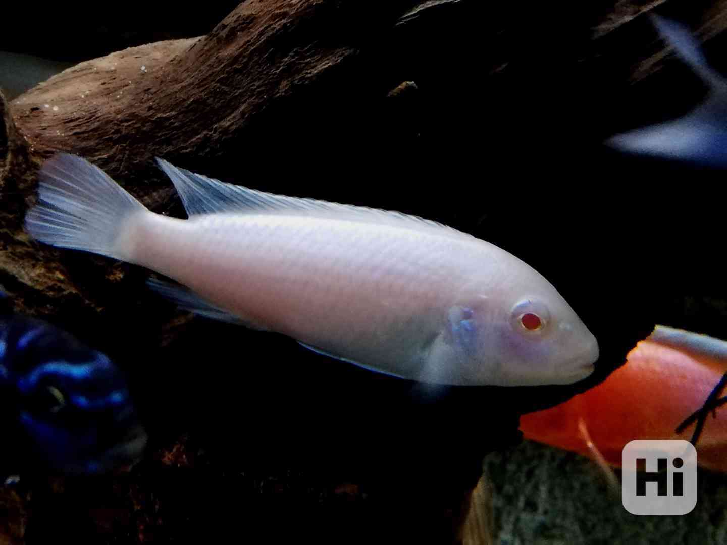 Tlamovci Malawi  - foto 1