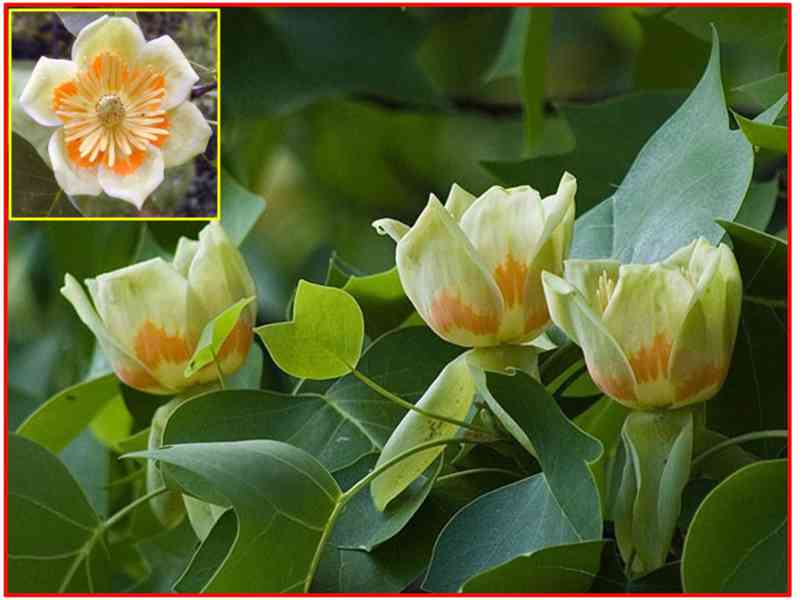 LIRIODENDRON TULIPIFERA - SEMENA