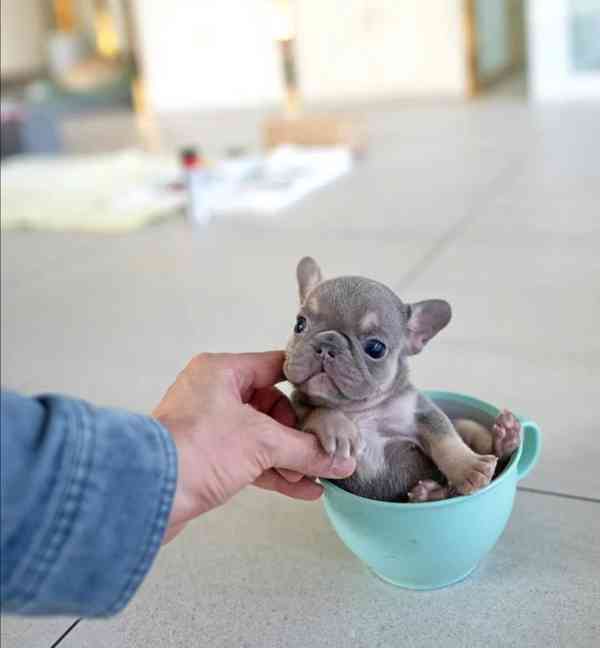 Francouzského buldočka - foto 2