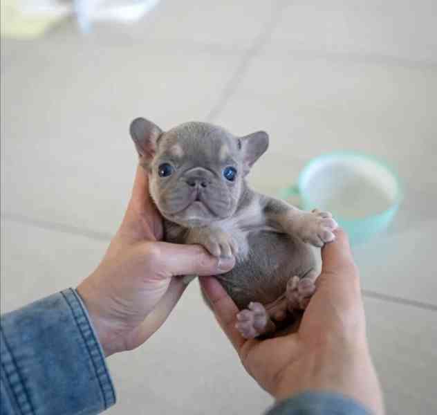 Francouzského buldočka - foto 1