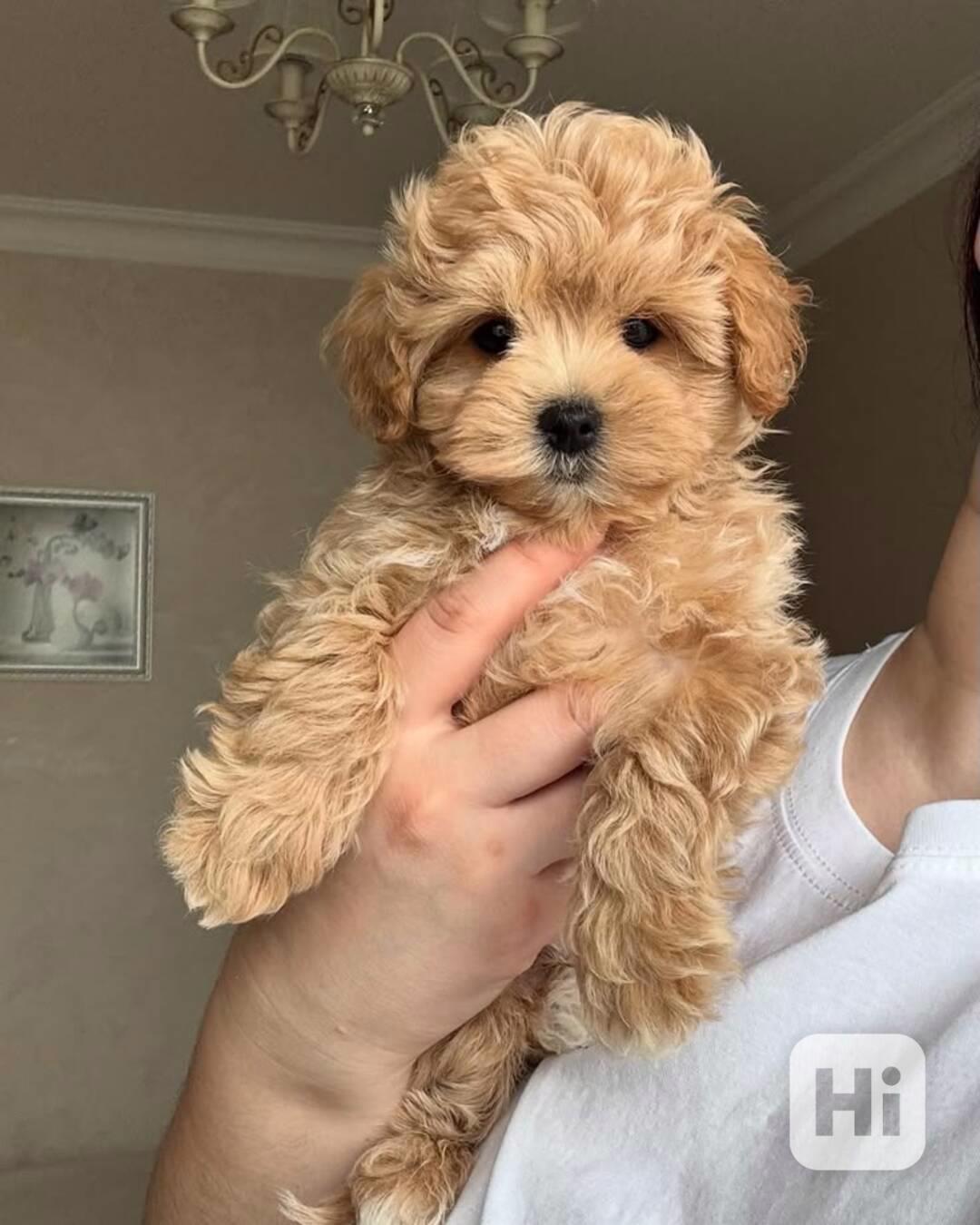 Maltské/Maltipoo mix štěňata - foto 1