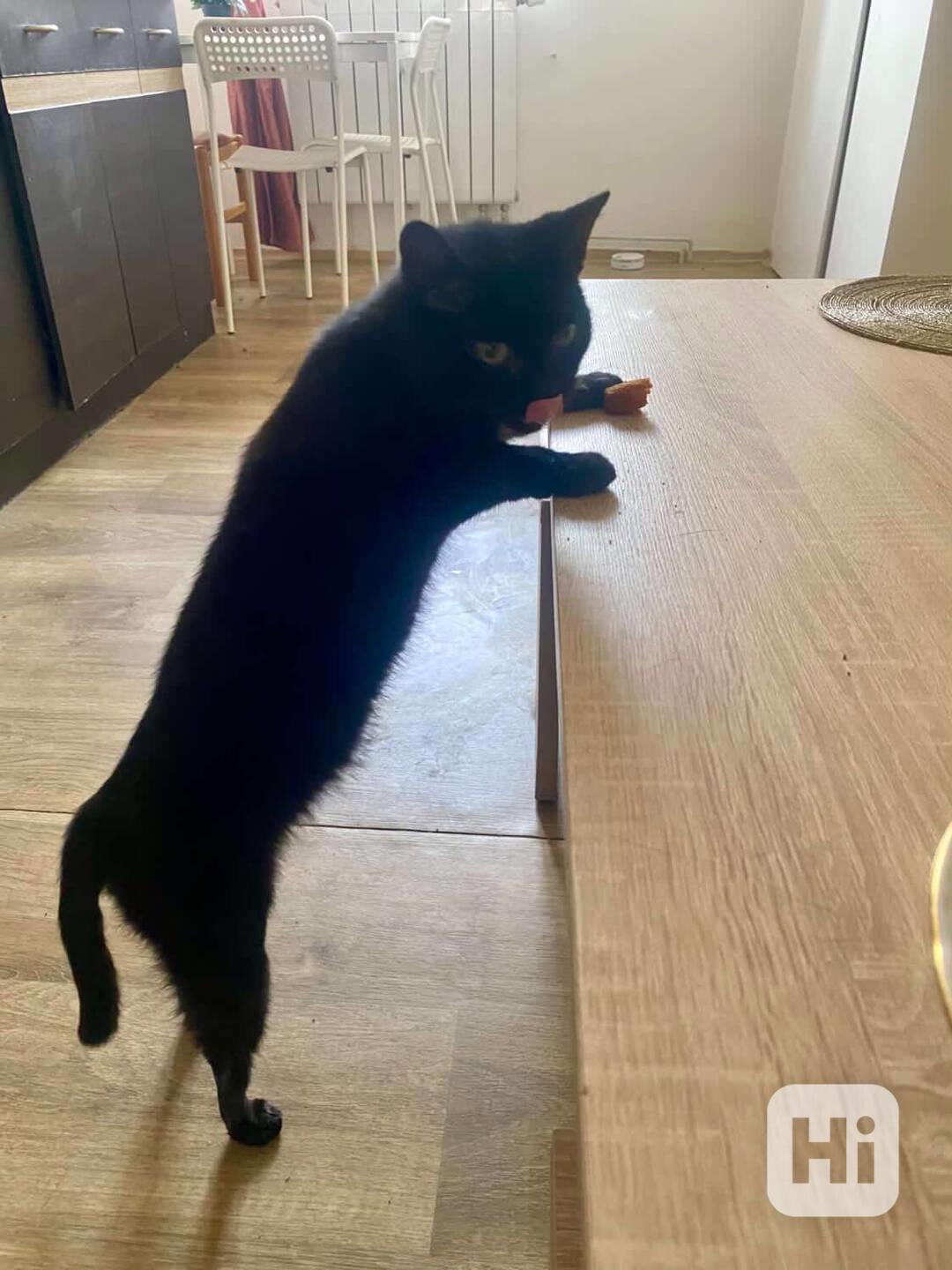 Daruji kočičku - foto 1