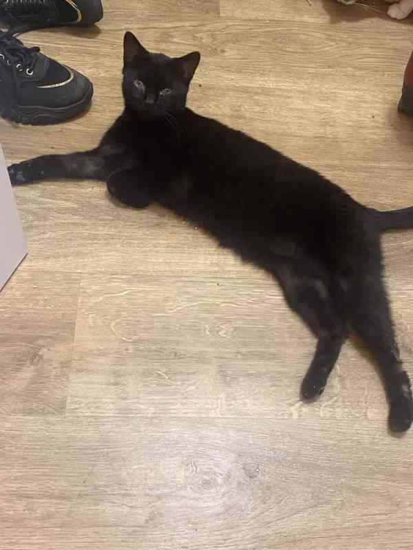 Daruji kočičku - foto 2