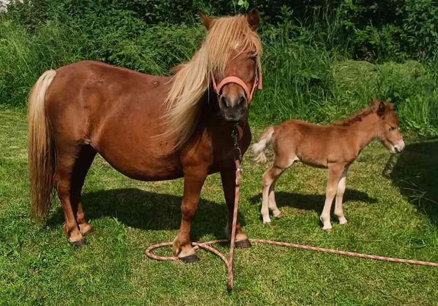 Pony kobylka - foto 2