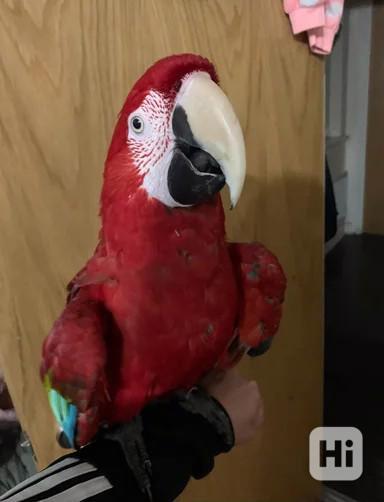 Ručně ochočený zelenokřídlý ara - foto 1