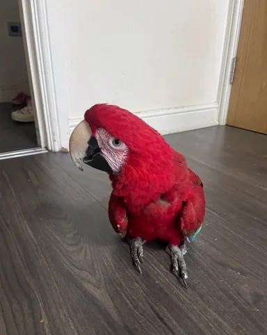 Ručně ochočený zelenokřídlý ara - foto 3