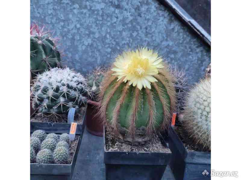 Prodám kaktusy - foto 1