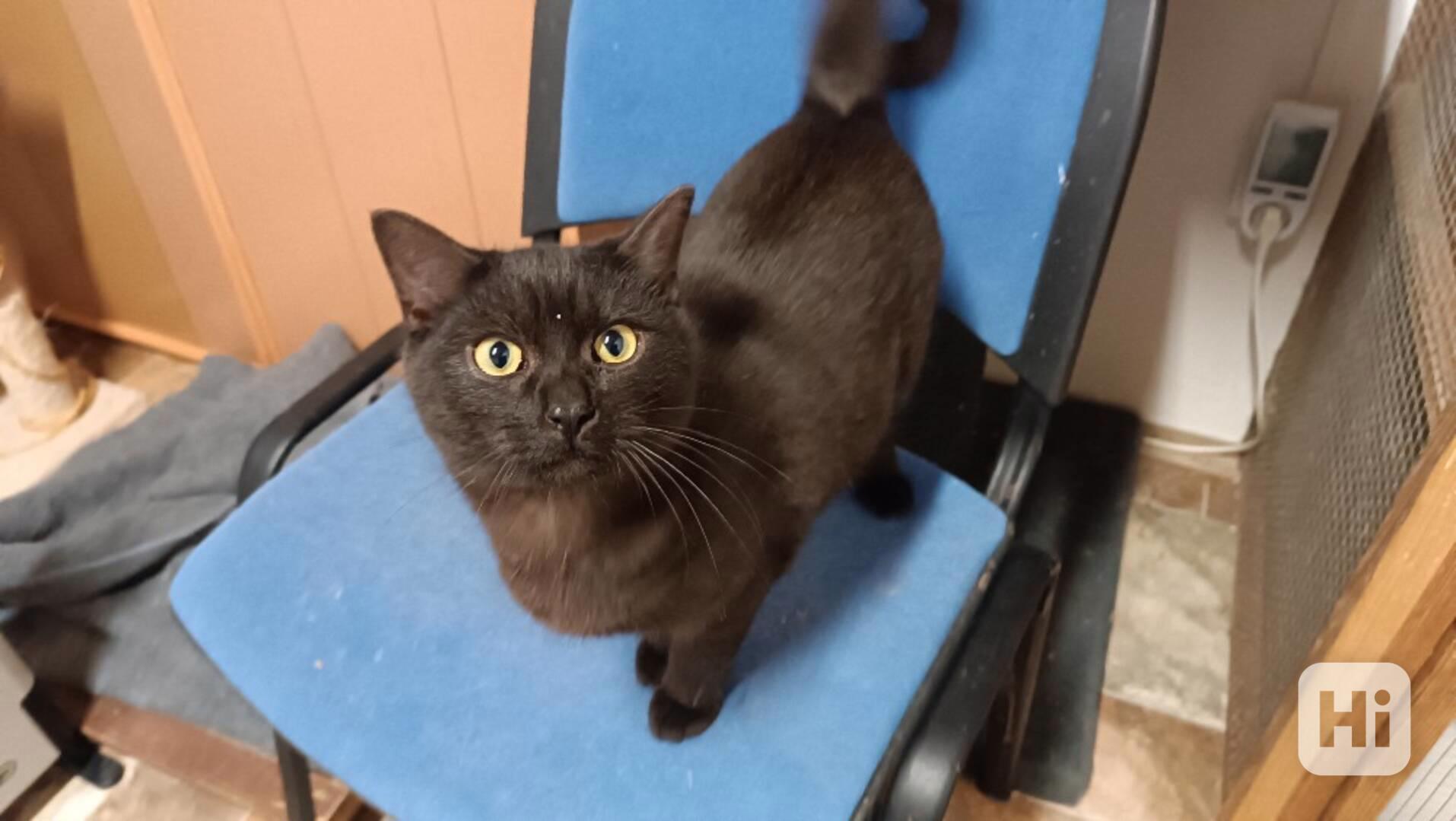 Čertík je úžasně mazlivý černý kocourek, asi 7měsíců  - foto 1