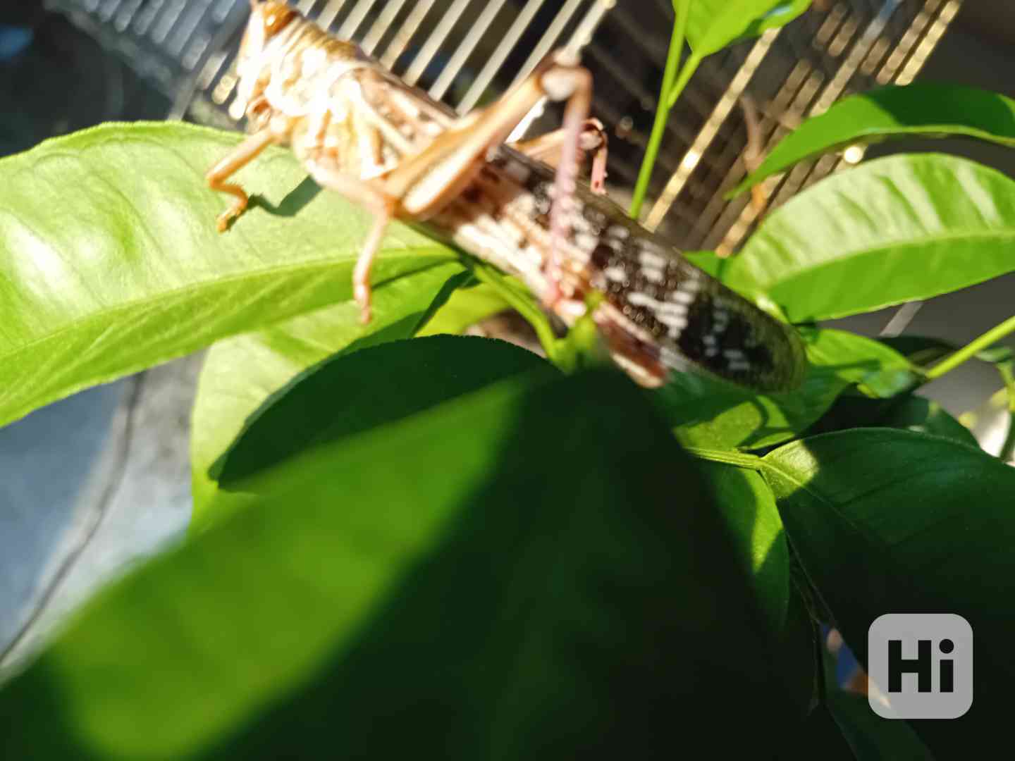 Prodám sarančata  - foto 1